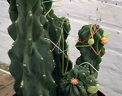 graft-web